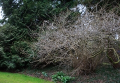 Corylopsis spicata hat eine tolle Winterstruktur (Arboretum Kalmthout)
