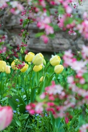 Malus-Blüten und Tulpen