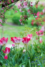 Tulipa fosteriana Flaming Purissima unter Malus hupehensis