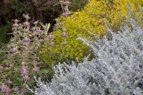 Laubkombination mit Phlomis purpurea und Euphorbia