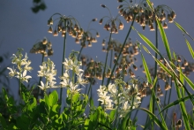 Allium siculum (wieder zurückbenannt von Nectaroscordum) und Dictamus Albus im abendlichen Gegenlicht