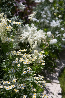Das weiße Beet: Filipendula vulgaris und plane mit Tanacetum parthenicum, Campanula persica und Cerastium tomentosum.