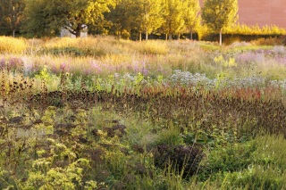 September in Blüte und Vergehen