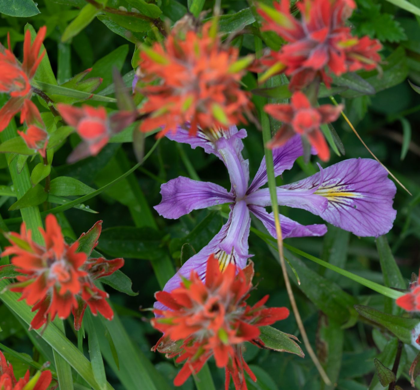 Silver Star Mountain, Washington, Iris tenax, Castilleja hispida