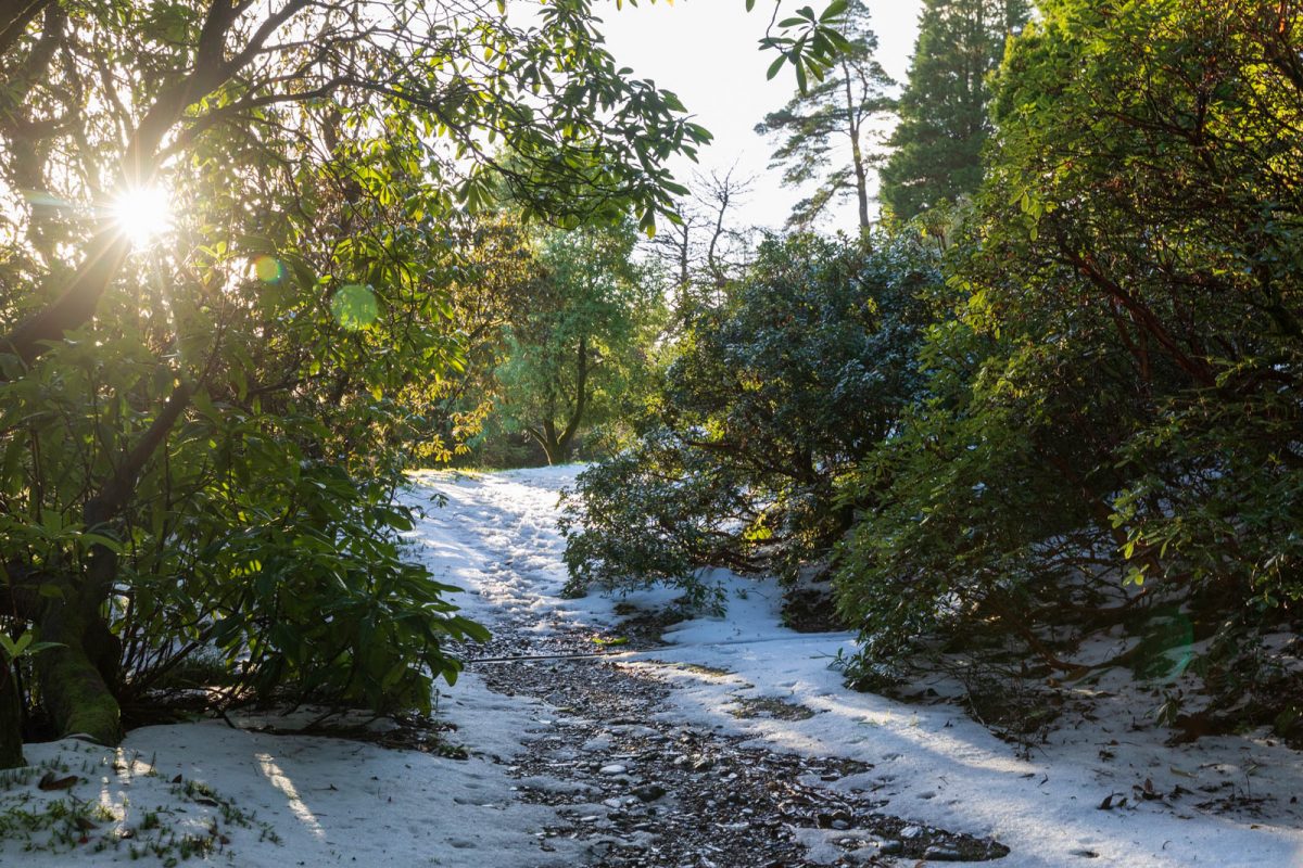 Benmore ein botanischer Garten im Winter Sylvia