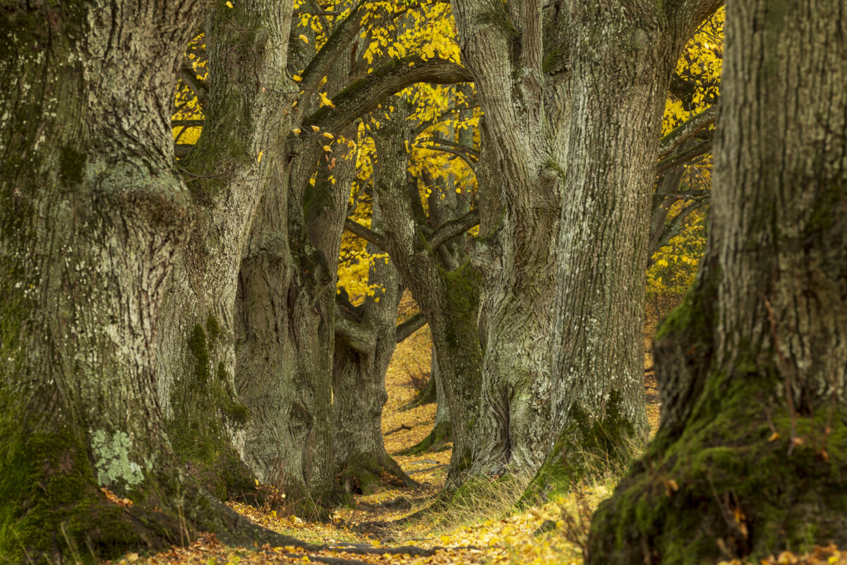 Photo: Portfolio Naturfotografie