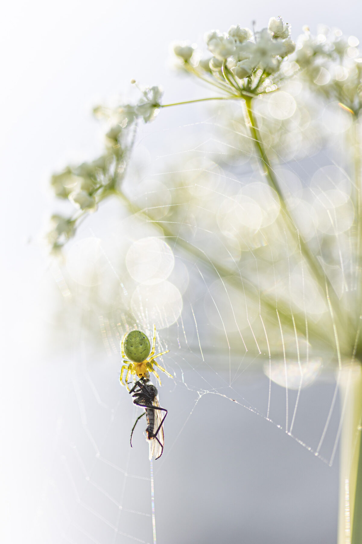 Photo: Portfolio Naturfotografie