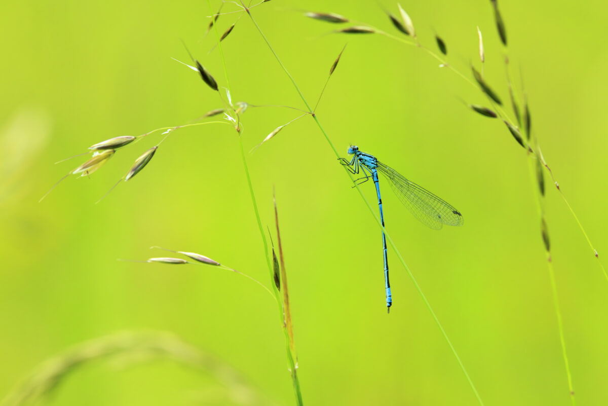 Photo: Portfolio Naturfotografie