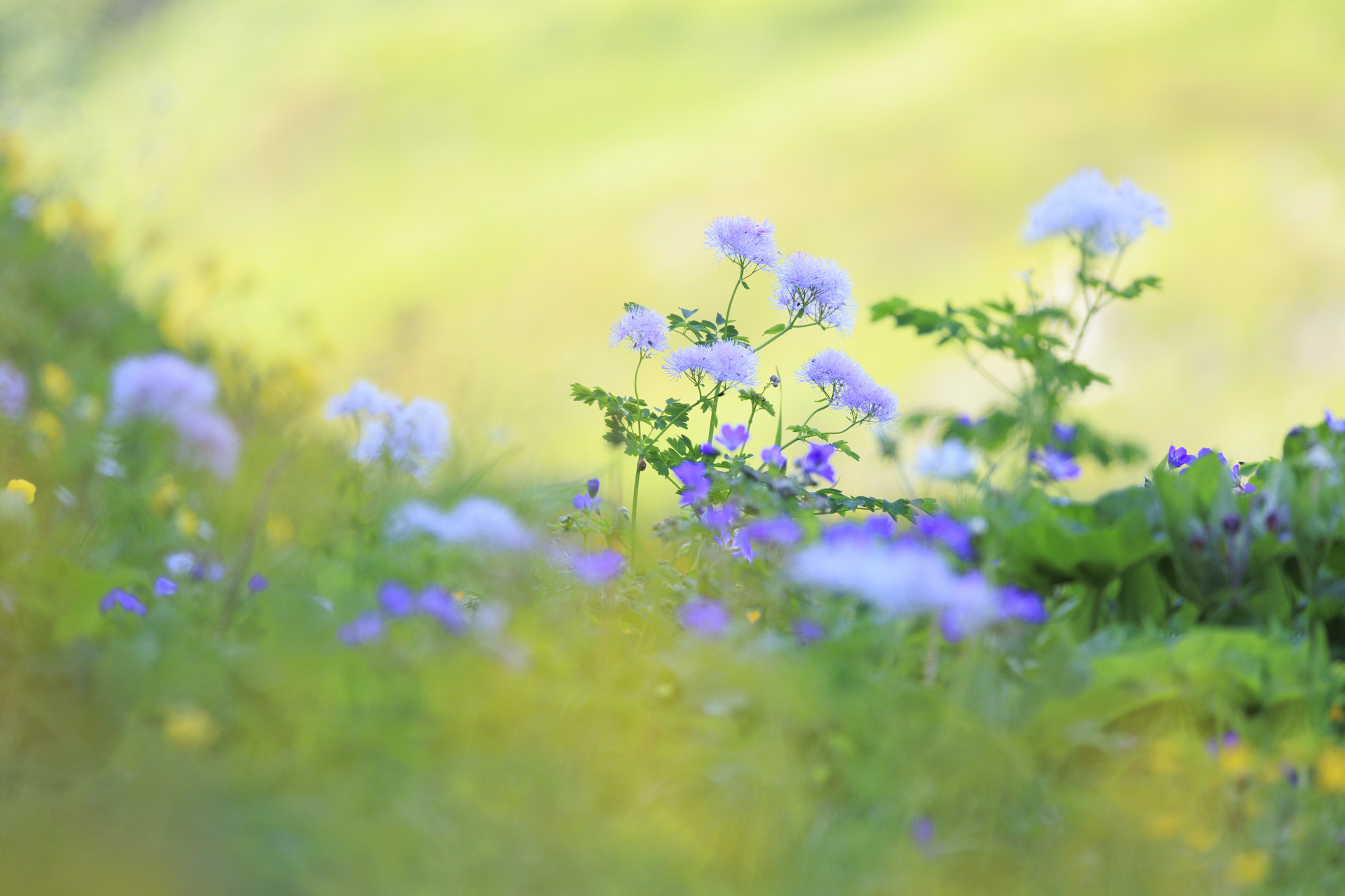 In der Natur: Foto von Thalictrum aquilegifolium am Gamserrugg