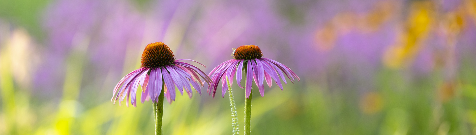 Gartenfotografie lernen mit einem Kurs von Sylvia Knittel