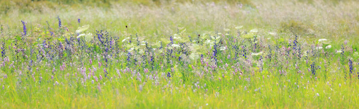 Wiese - Naturfotografie