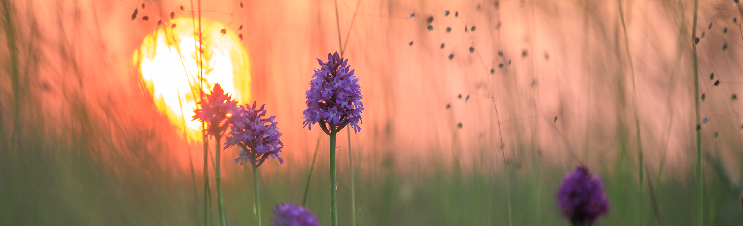 Anacamptis pyramidalis, Foto: Sylvia Knittel