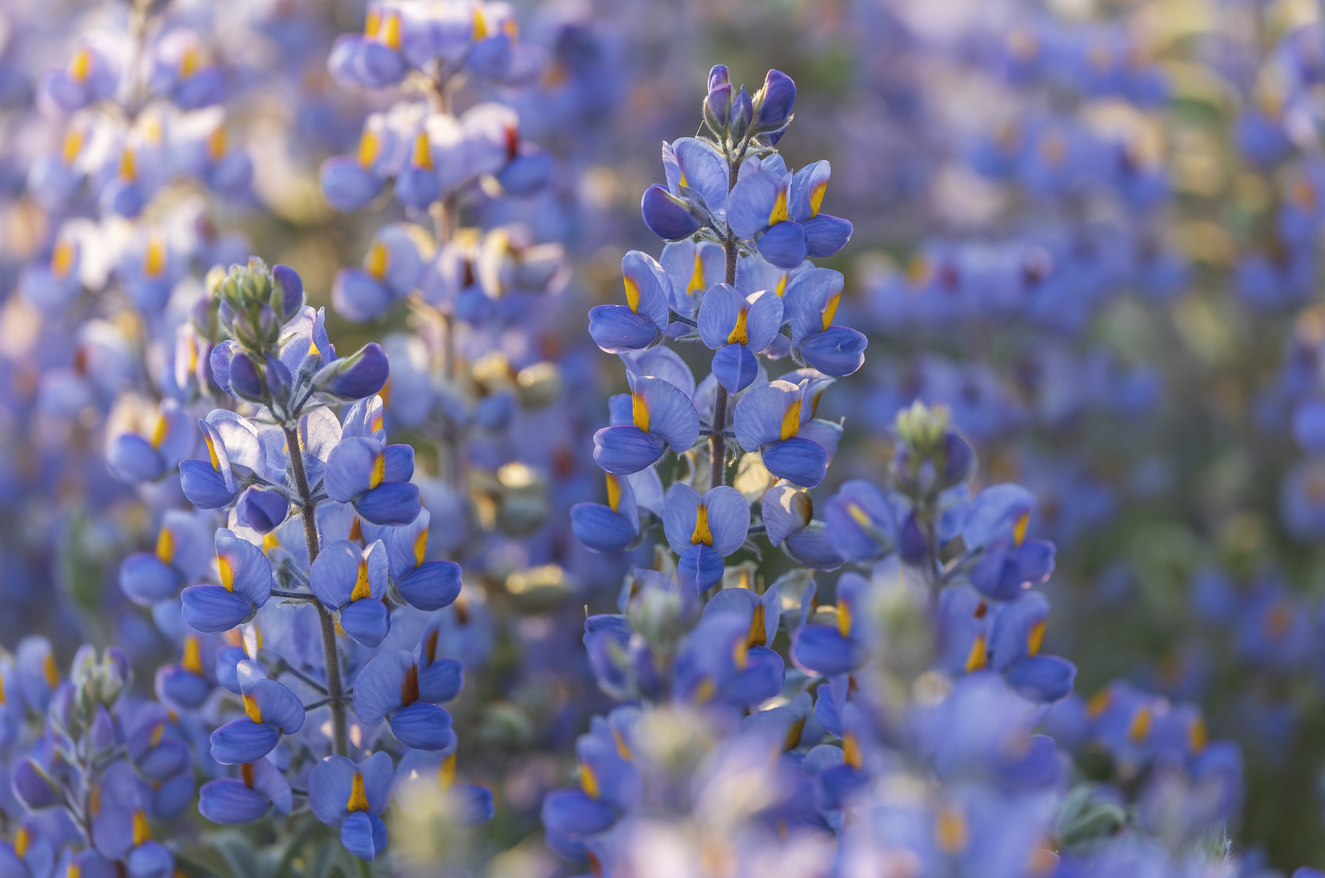 Lupinus oreophilus auf 4000 m im Norden von Chile.