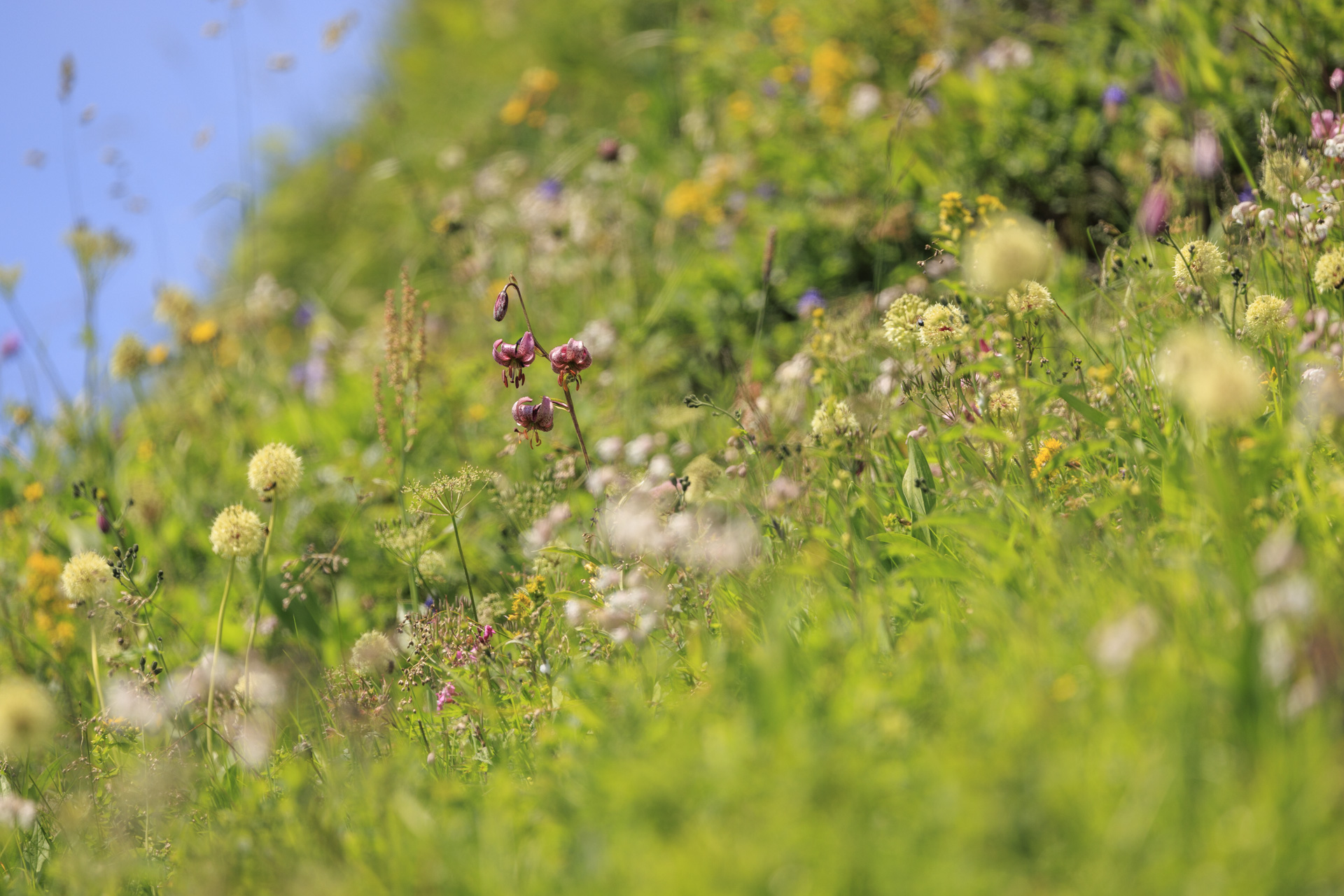 Blumenfülle, hier mit Lulium martagon, Allium victorialis und vielem mehr am Gamserrugg