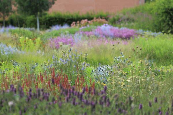 Foto: Sylvia Knittel, Vitra Campus, Piet Oudolf